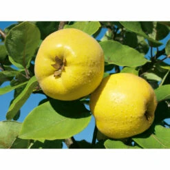 Weleda Neusspray Gencydo 7 Weleda Neusspray Gencydo -Metagenics Winkel 761884 3