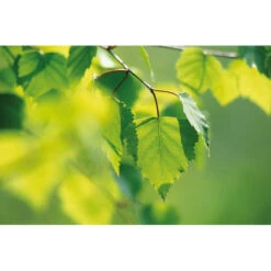 Weleda Berken Extract Bio -Metagenics Winkel 995765 4